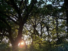 Sunset through the trees