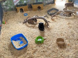 Rabbit
