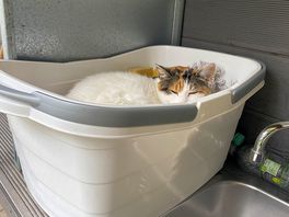 Cute site cat
