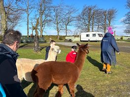 Walking the alpacas