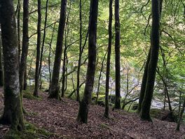 Beautiful forest directly alongside the river the whole way