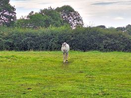 Farm animals