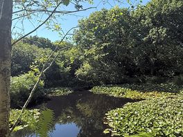 Nice walk around the pond