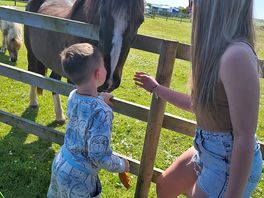 Ranger the horse