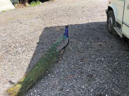 Mr peacock