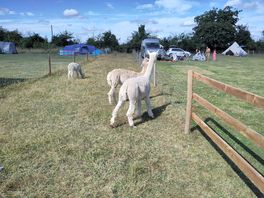 Resident alpacas
