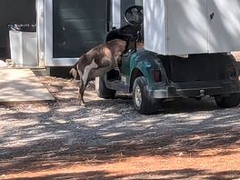 Goat on campsite