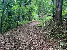 Woodland walk