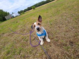 Dog loving open space play