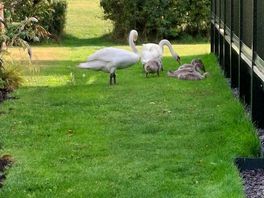 Swans roaming