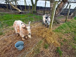 Goats