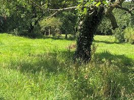 The orchard