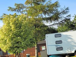 Lovely trees