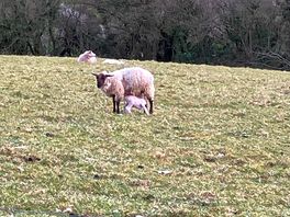 Lambing season