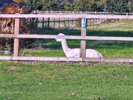 Alpacas