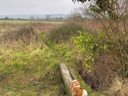 The walk