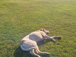 Rufus sunning it on the campsite