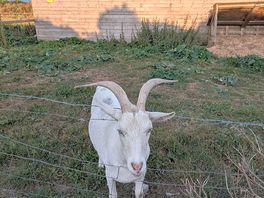 Sweet hill farm