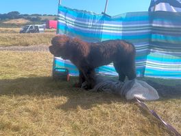Big dog in the sunshine