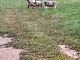 A morning view of sheep on camping field