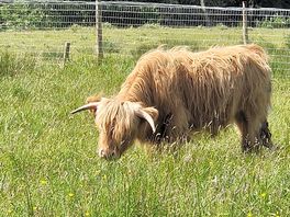 Highland cows in the field.
