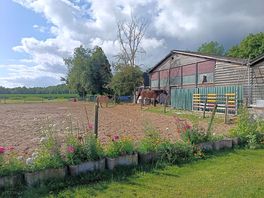 Horses