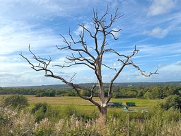 Beautiful tree