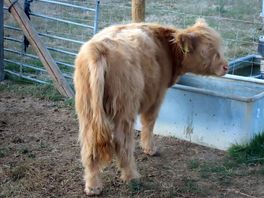 A farm animal