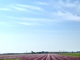 Feld in unmittelbarer nähe