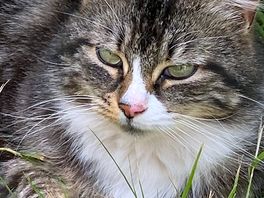 The resident kitty.