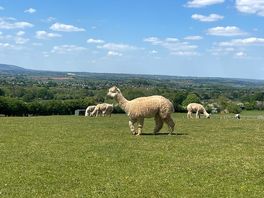 Gorgeous animals