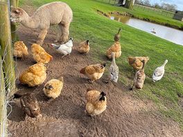 The lovely animals