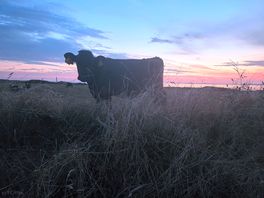 Cows in the field next to us.