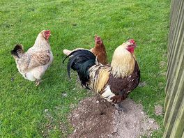 Chickens