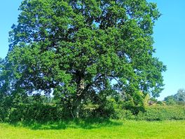 One of our many Oaks