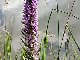 Great place for wild flowers