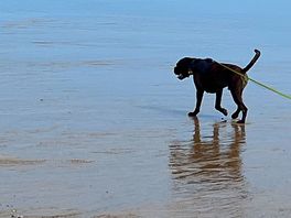 Huey at the seaside