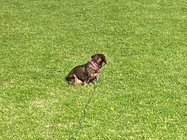 Petra soaking up the sun on the campsite field , enjoying her tranquil , peaceful surroundings .