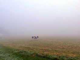 Morning visit from a cow