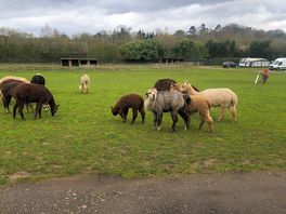 Free roaming alpacas