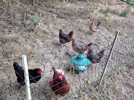 The friendly chickens
