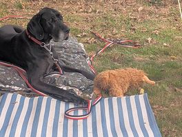 Super chill doggo with coo friend