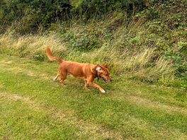 Enjoying the dog walk area