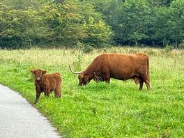 Friendly cows in the forest