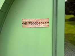 Mr woodpecker