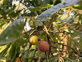 Plum tree