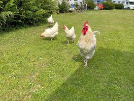 Chickens on site