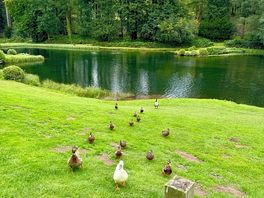 Duck friends!