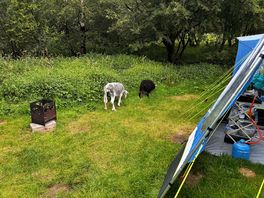 Resident sheep make a visit