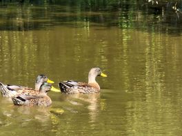 More duckies